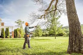 Best Arborist Consultation Services  in Kotzebue, AK