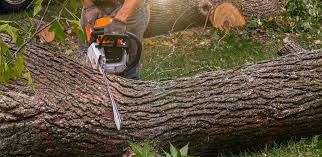 Why Choose Our Tree Removal Services in Kotzebue, AK?