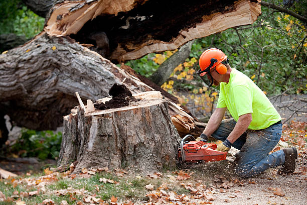 Best Firewood Processing and Delivery  in Kotzebue, AK